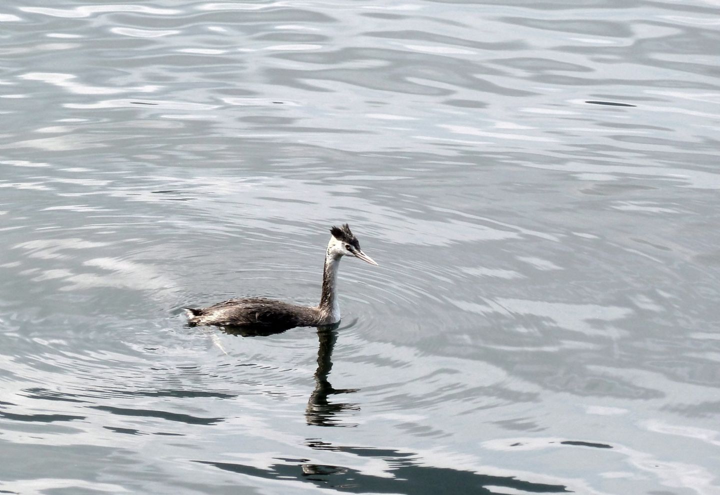 Una shilouette sul lago
